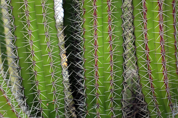 Macro image of textured surface of cactus flower in Aruba island