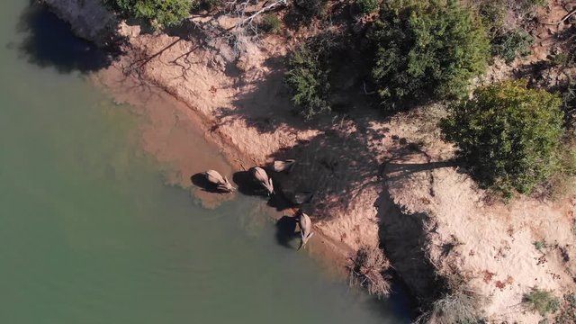 Elephants drinking water by the river in Zimbabwe, aerial view