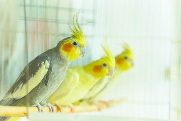 Three parrot corrals sit and swing in a cage