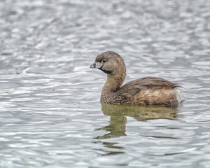Pied-billed Grebe (Podilymbus podiceps) Sepulveda Basin Wildlife Reserve, Van Nuys, CA, USA.