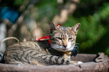 Portrait of striped cat resting on wooden tray, close up Thai cat
