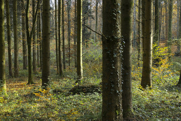 Forest Trees