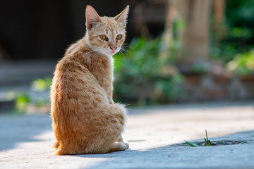 Portrait of ginger cat siting on the street, close up Thai cat