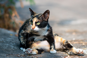 Portrait of tricolor cat on the street, close up Thai cat