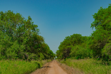 Caminos Rurales con Arboledas - Castelli - Chaco - Argentina