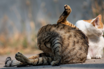 Obraz premium Portrait of cat licking itself for cleaning, close up Thai cat licking itself