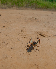saltamontes en el camino