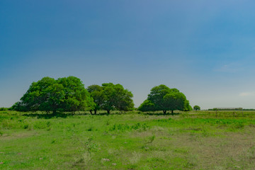 Paisajes de campo con algarrobos