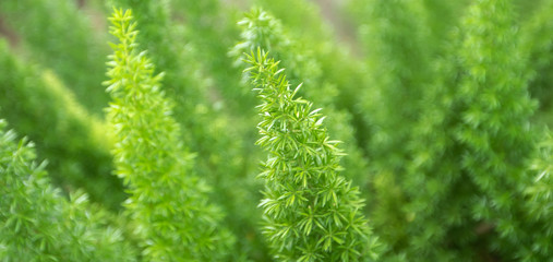 green branch of a tree