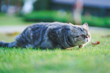cat lying on the grass