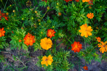 yellow flowers in the garden