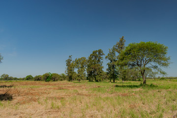 Fototapeta premium Paisajes de campo, castelli - chaco - argentina