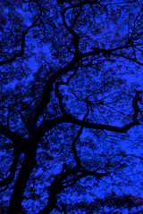 Close up big tropical tree at night in Thailand