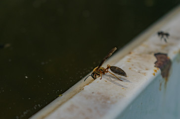 Avispa tomando Agua
