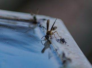 Avispa tomando Agua