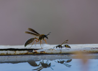 Avispa tomando Agua