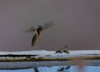 Avispa tomando Agua