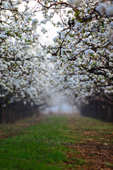 Blooming pear flower, very beautiful