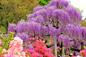 新緑とツツジと藤の花