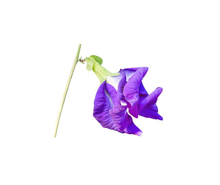 Dark blue flower or purple clitoria ternatea isolated on white background