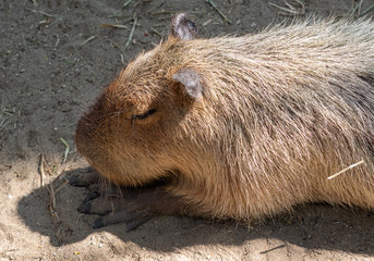 Close up Capybara was Sleeping on The Ground