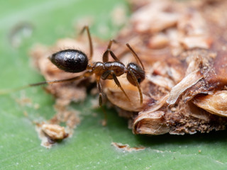 Macro Photo of Tiny Ant Eating Dry Bird Poop on Green Leaf