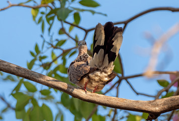 Close up Spotted dove Perched on Branch Isolated on Blue Sky