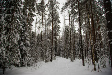 beautiful pine forest covered with snow
