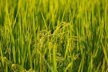 field of rice