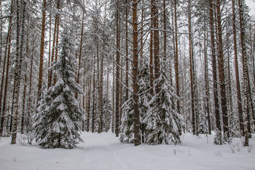 beautiful pine forest covered with snow