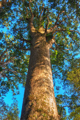 Fototapeta premium A towering kauri tree in Waipoua Forest, Northland, New Zealand