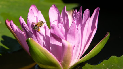 Fototapeta na wymiar pink lotus flower