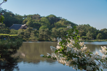 White flowers in front of a pond in Japanese garden (Yokohama, Japan)