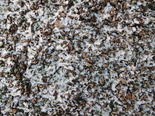 Dried leafs with snow textures