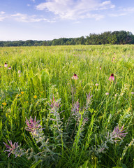 Sunset light on the summer prairie where lead plant and purple coneflower bloom among the native prairie grasses.