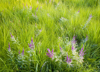 Lead plant and native grasses form natural textures in the summer prairie