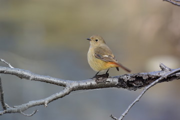 ジョウビタキ（メス）