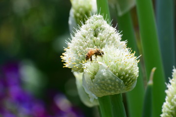 ネギ坊主と、ミツバチ