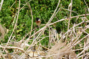 草むらのノビタキ