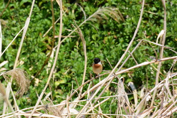 草むらのノビタキ