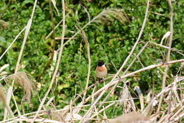 草むらのノビタキ