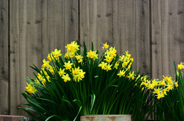 株立ちのスイセン