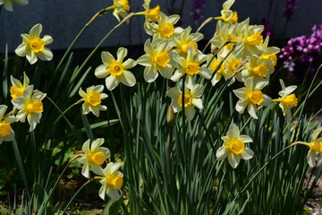 株立ちのスイセン