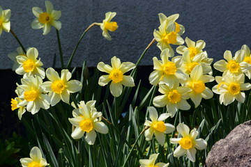 株立ちのスイセン