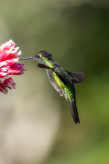 Blue hummingbird Violet Sabrewing flying next to beautiful red flower. Tinny bird fly in jungle. Wildlife in tropic Costa Rica. Two bird sucking nectar from bloom in the forest. Bird behaviour