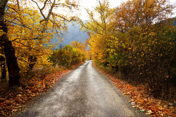 Landscape image of dirt countryside dirt road with colorful autumn leaves and trees in forest of Mersin, Turkey