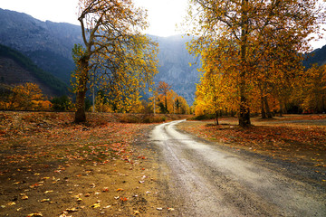 Landscape image of dirt countryside dirt road with colorful autumn leaves and trees in forest of Mersin, Turkey