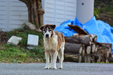 年老いた野犬
