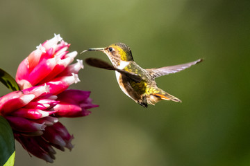 Blue hummingbird Violet Sabrewing flying next to beautiful red flower. Tinny bird fly in jungle. Wildlife in tropic Costa Rica. Two bird sucking nectar from bloom in the forest. Bird behaviour
