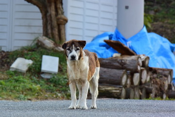 年老いた野犬